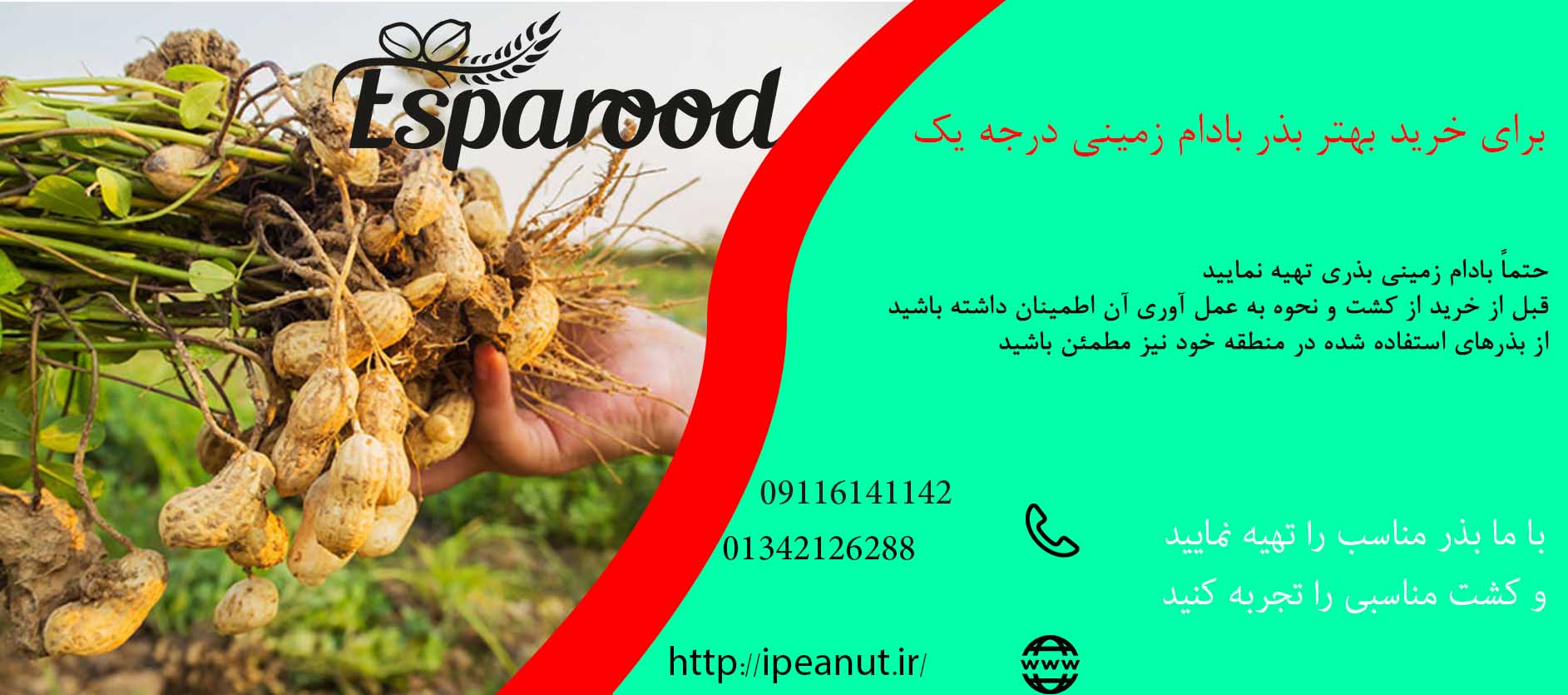 فروش بذر بادام زمینی در تهران